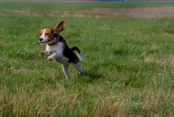 10 cosas que no sabías del Beagle