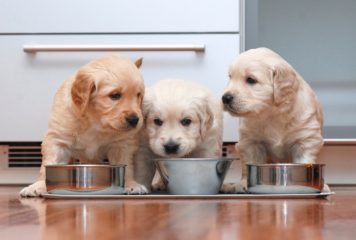 La importancia de la alimentación de un cachorro