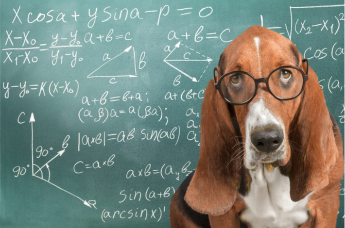 razas de perro más inteligentes del mundo