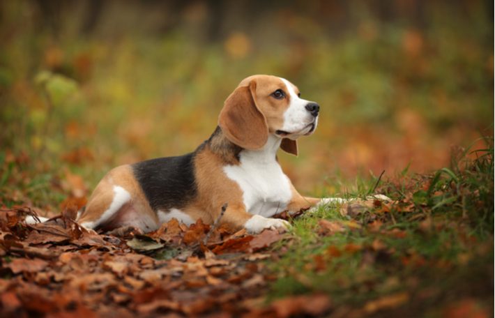 el beagle