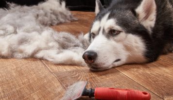 Cuidado del pelo del Husky Siberiano