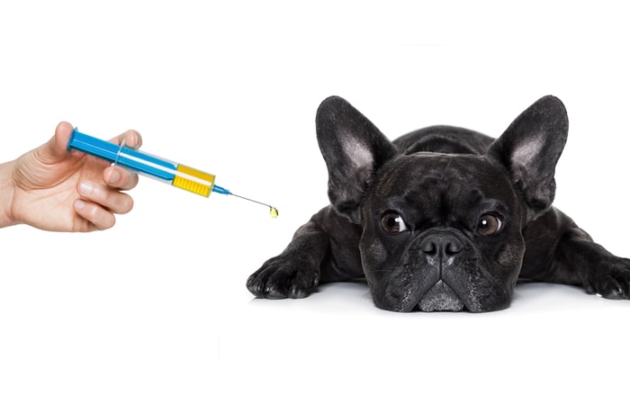 Mejores opciones de vacunación para tu perro