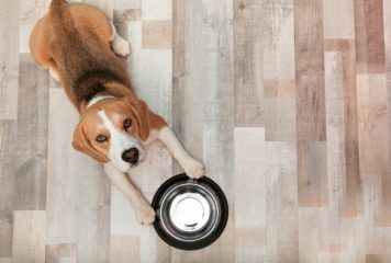 10 alimentos prohibidos para perros