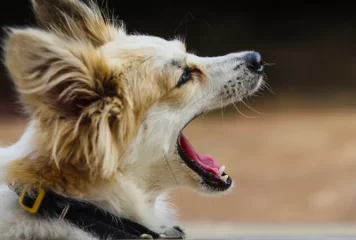¿Por qué bostezan los perros?