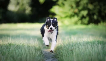 Calmatonine para perros: qué es y para qué se utiliza