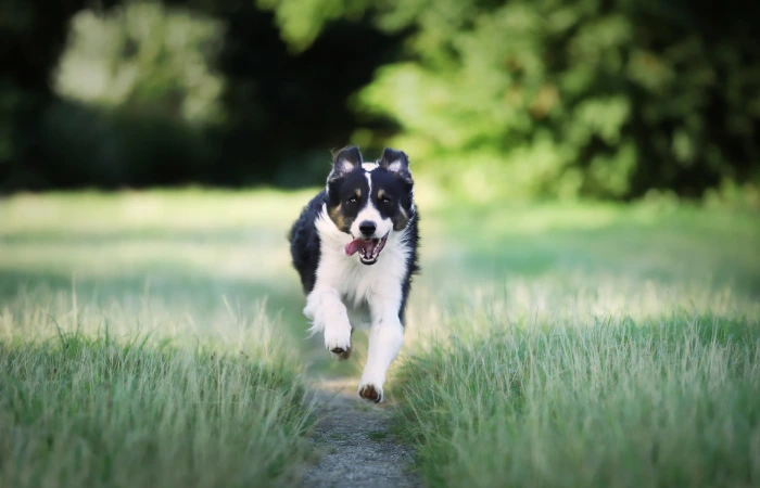 Calmatonine para perros: qué es y para qué se utiliza