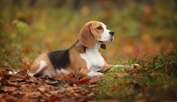 Cómo adiestrar a un Beagle
