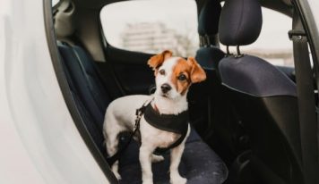 Cómo llevar al perro en el coche