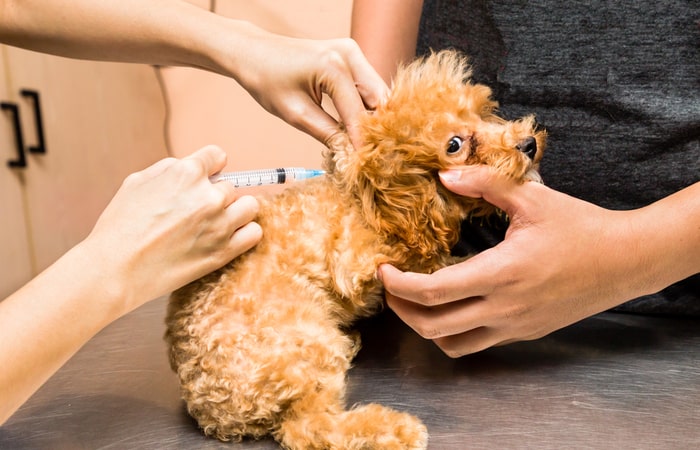 Cachorro vacunado